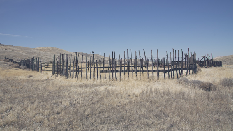Illustration for article titled Inside California's Forgotten Grasslands